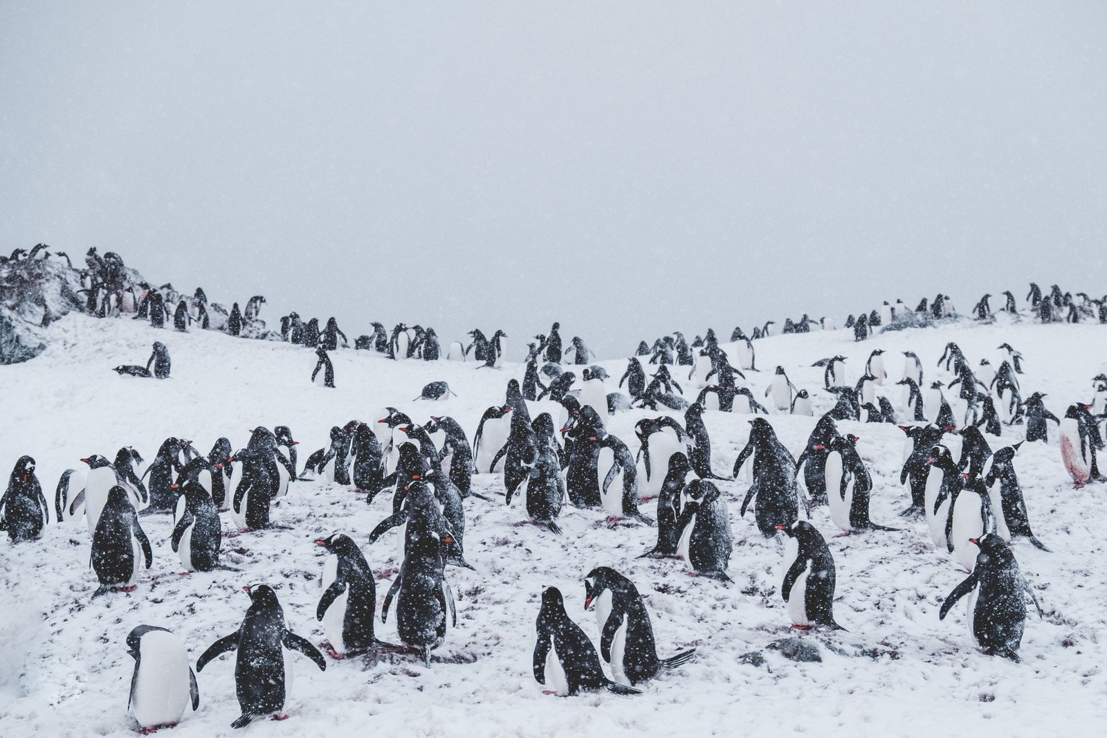 Antarctica
