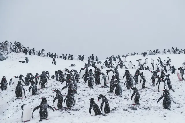 Antarctica expedition cruise